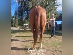 SS  Shake N Bake - 18yr - 14.3HH - Gelding AQHA