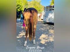 Badger - 3yr - 15HH - Gelding