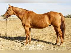 Sam - 15yr - 15HH - Gelding