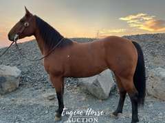 Kingspeponitaplayboy - 8yr - 15HH - Mare AQHA