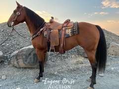 Kingspeponitaplayboy - 8yr - 15HH - Mare AQHA