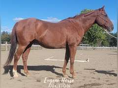 SS  Shake N Bake - 18yr - 14.3HH - Gelding AQHA