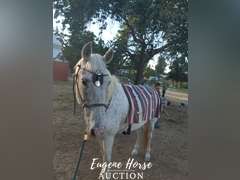 Ringo - 17yr - 15.2HH - Gelding