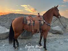 Kingspeponitaplayboy - 8yr - 15HH - Mare AQHA