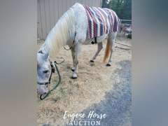 Ringo - 17yr - 15.2HH - Gelding