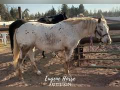 Vegas - 7yr - 14.2HH - Mare