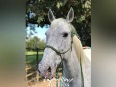 Ringo - 17yr - 15.2HH - Gelding