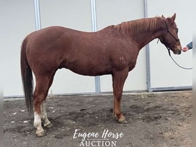 Charlie Horse - 8yr - 15HH - Gelding