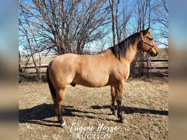 Rancher - 7yr - 15HH - Gelding