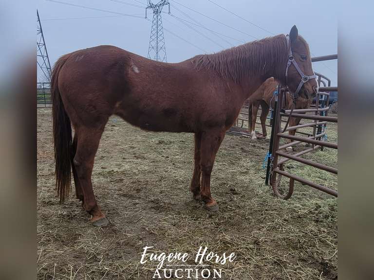 Tena Lena Colonel - 18yr - 15HH - Mare GRADE