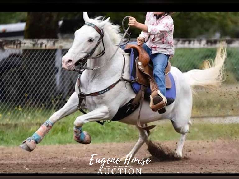 Dash - 18-20yr - 13.2HH - Mare