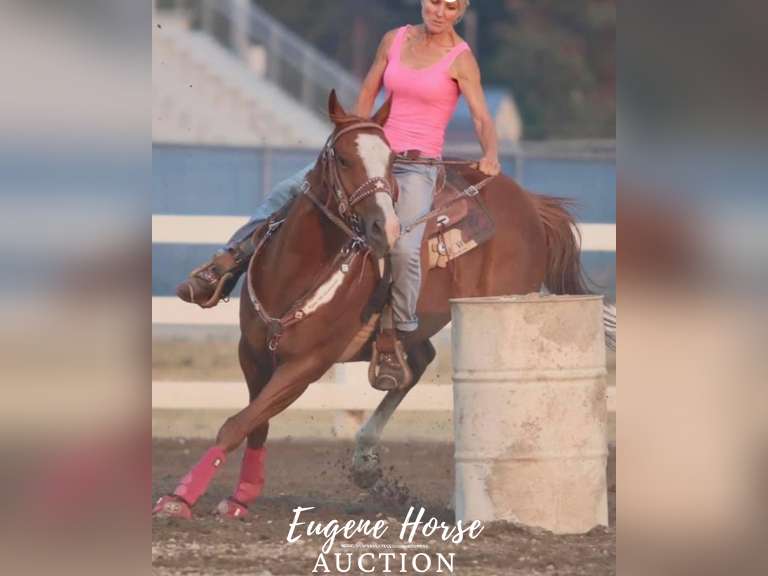 Charlie Horse - 8yr - 15HH - Gelding