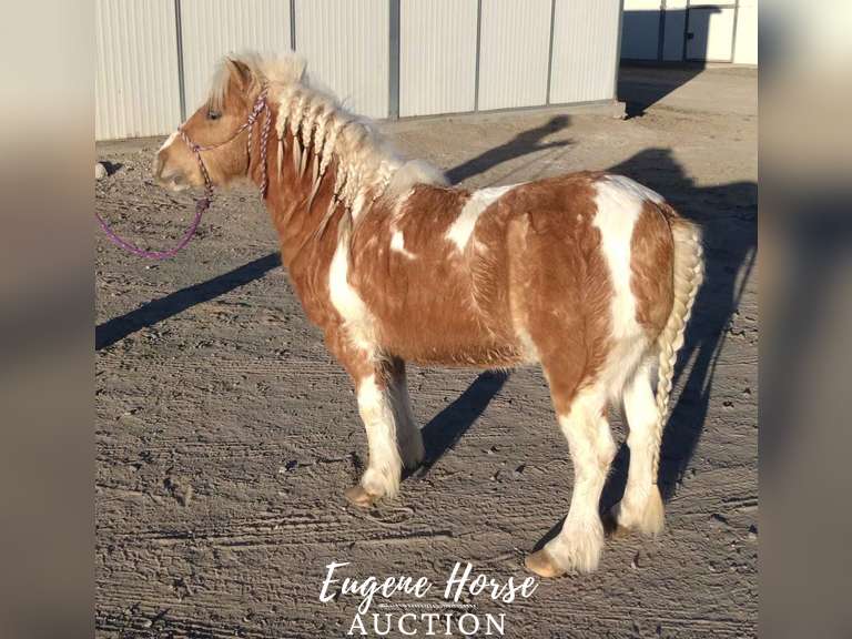 Apache - 7yr - 40inches - Gelding