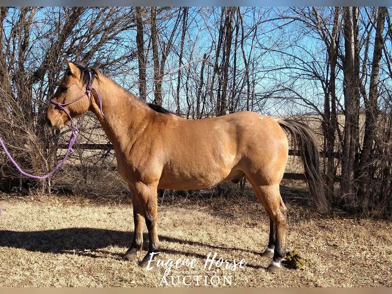 Rancher - 7yr - 15HH - Gelding