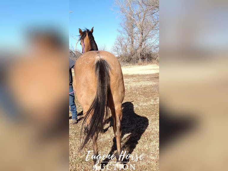 Rancher - 7yr - 15HH - Gelding