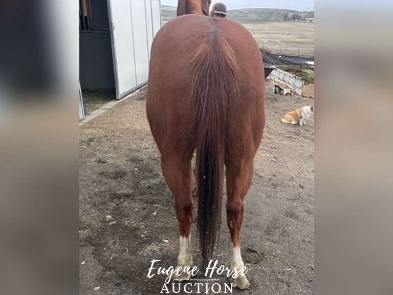 Charlie Horse - 8yr - 15HH - Gelding
