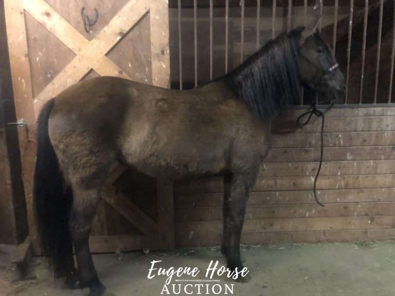 Cinder - 7yr - 13.3HH - Mare