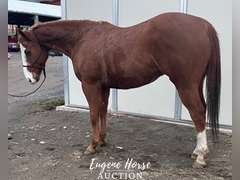 Charlie Horse - 8yr - 15HH - Gelding