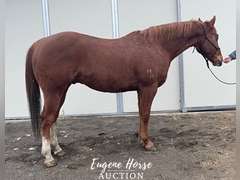 Charlie Horse - 8yr - 15HH - Gelding