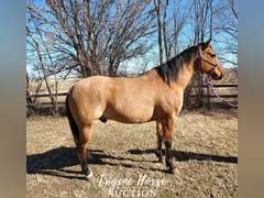 Rancher - 7yr - 15HH - Gelding