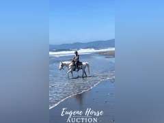 Dash - 18-20yr - 13.2HH - Mare
