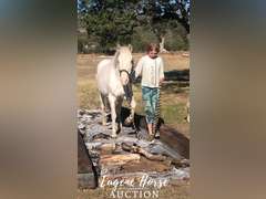Dash - 18-20yr - 13.2HH - Mare