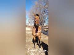 Rancher - 7yr - 15HH - Gelding