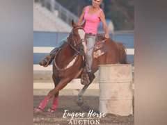Charlie Horse - 8yr - 15HH - Gelding