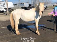 Dash - 18-20yr - 13.2HH - Mare