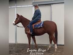 Charlie Horse - 8yr - 15HH - Gelding