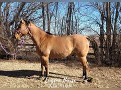 Rancher - 7yr - 15HH - Gelding