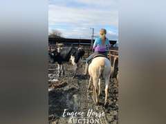 Dash - 18-20yr - 13.2HH - Mare