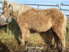 Frosty - 13-15yr - 10hh - Gelding