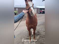 Charlie Horse - 8yr - 15HH - Gelding