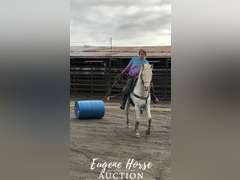 Dash - 18-20yr - 13.2HH - Mare