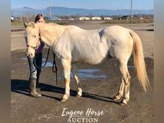Dash - 18-20yr - 13.2HH - Mare