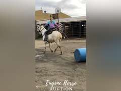 Dash - 18-20yr - 13.2HH - Mare