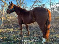 Rey - 3yr - 14.3hh - Filly