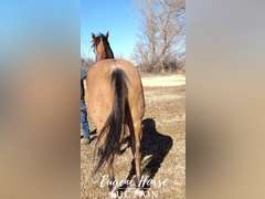 Rancher - 7yr - 15HH - Gelding