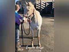 Dash - 18-20yr - 13.2HH - Mare