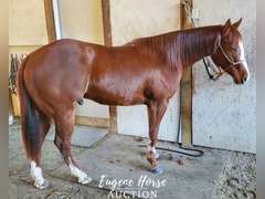 Design By Gunslinger - 3yr - 15HH - Gelding AQHA