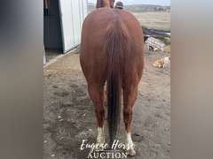 Charlie Horse - 8yr - 15HH - Gelding