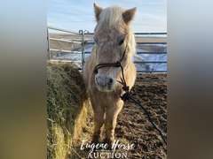 Frosty - 13-15yr - 10hh - Gelding