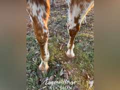 Chip - 15yr - 16hh - Gelding