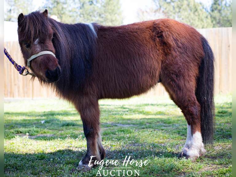 Magic - 7yr - 32inches - Gelding