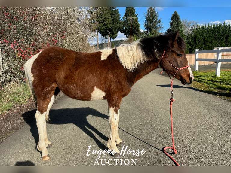 Tiabeanie - 10 Month - 11.2HH - Filly