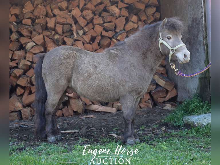 Truffles - 6yr - 33 Inch - Gelding