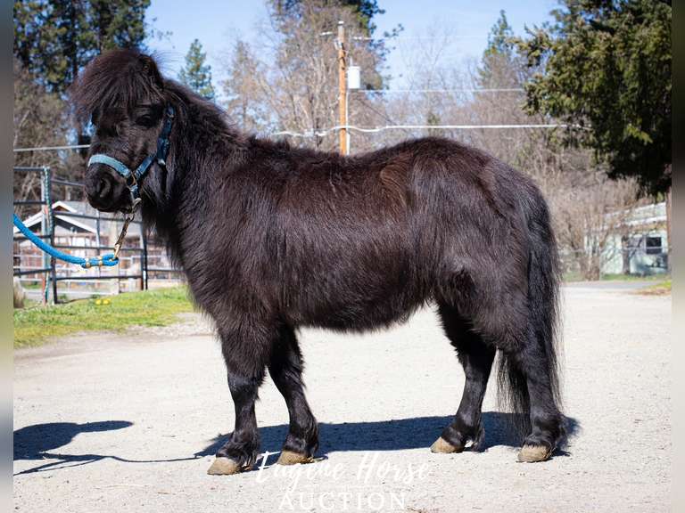 Blackie - 7yr - 31inches - Pony Stallion