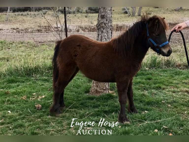 Alvin - 1yr - 35 Inch - Pony Colt