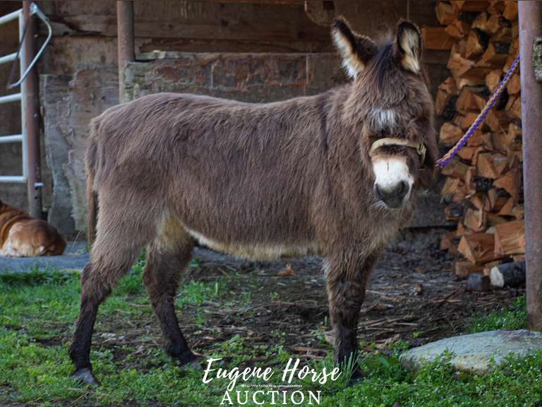 Sally - 8yr - 34 Inch - Jenny Donkey